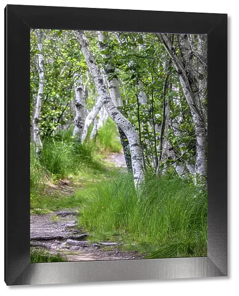 Paper birch trees along pathway in Acadia National Park, Maine, USA Date: 22-06-2021