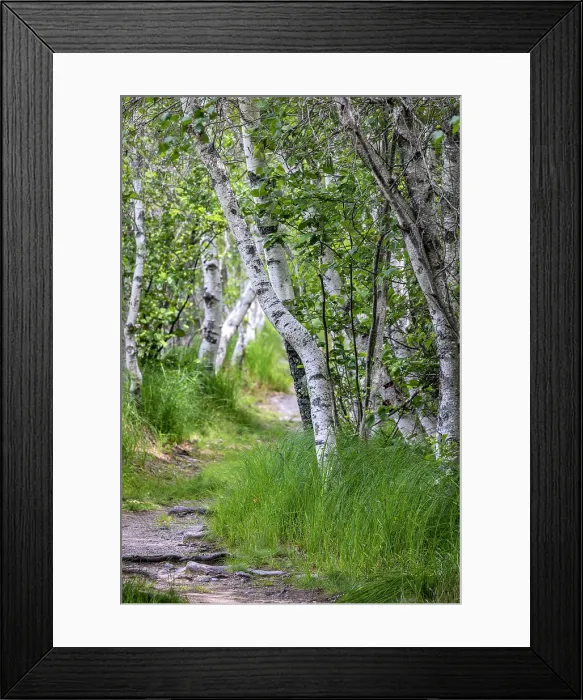 Framed Print : Paper birch trees along pathway in Acadia National Park, Maine, USA Date: 22-06-2021 Framed Print : Paper birch trees along pathway in Acadia National Park, Maine, USA Date: 22-06-2021
