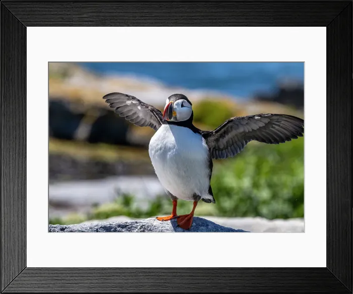 Framed Print : Atlantic Puffins on Machias Seal island, Maine, USA Date: 24-06-2021 Framed Print : Atlantic Puffins on Machias Seal island, Maine, USA Date: 24-06-2021
