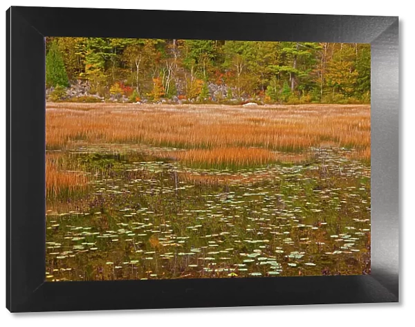 USA, New England, Maine, Mt. Desert Island, Acadia National park with lily pads in small pond with golden grass in Autumn. Date: 11-03-2021