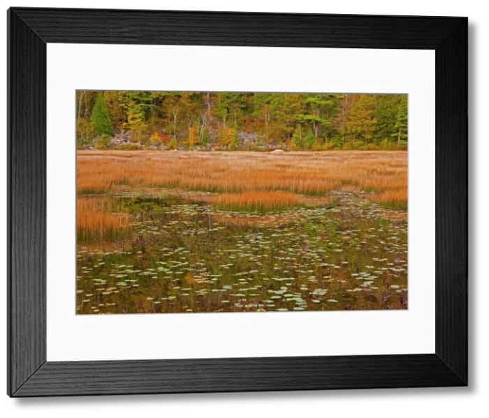 Framed Print : USA, New England, Maine, Mt. Desert Island, Acadia National park with lily pads in small pond with golden grass in Autumn. Date: 11-03-2021 Framed Print : USA, New England, Maine, Mt. Desert Island, Acadia National park with lily pads in small pond with golden grass in Autumn. Date: 11-03-2021