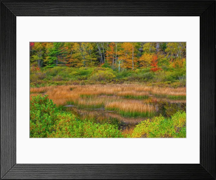 Framed Print : USA, New England, Maine, Mt. Desert Island, Acadia National park with lily pads in small pond with golden grass in Autumn. Date: 11-03-2021 Framed Print : USA, New England, Maine, Mt. Desert Island, Acadia National park with lily pads in small pond with golden grass in Autumn. Date: 11-03-2021