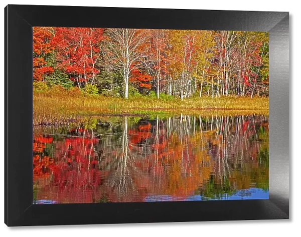 USA, New England, Maine, Lake with Fall colors reflected in calm water Date: 13-10-2013