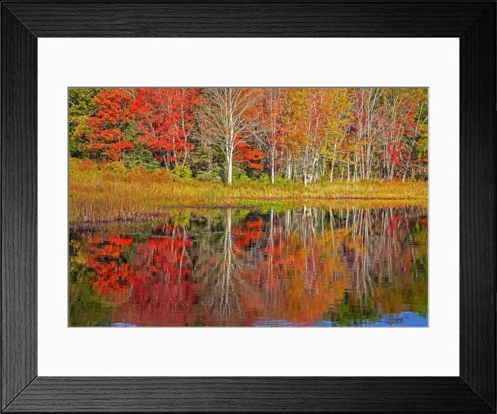 Framed Print : USA, New England, Maine, Lake with Fall colors reflected in calm water Date: 13-10-2013 Framed Print : USA, New England, Maine, Lake with Fall colors reflected in calm water Date: 13-10-2013