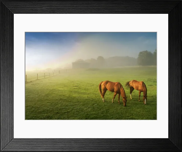 Framed Print : Horses in pasture, Michigan. Date: 17-08-2011 Framed Print : Horses in pasture, Michigan. Date: 17-08-2011