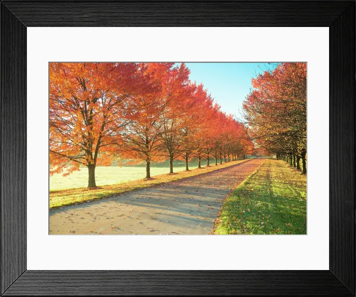 Framed Print : Sunlight row of maple trees in Michigan Date: 04-11-2016 Framed Print : Sunlight row of maple trees in Michigan Date: 04-11-2016