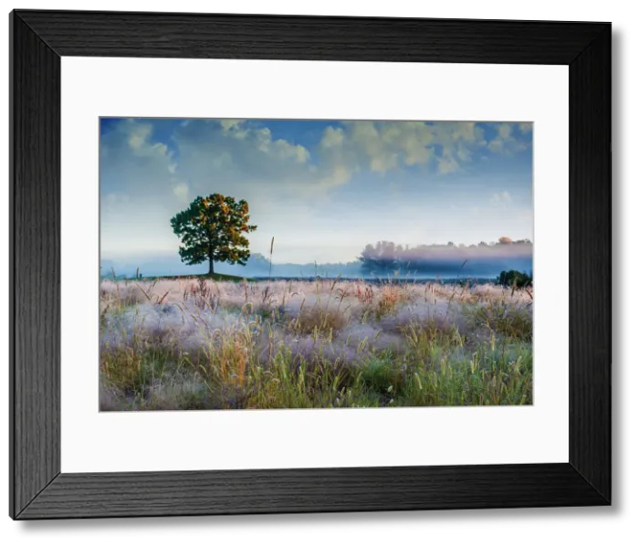 Framed Print : Solo tree in field early morning in Michigan Date: 12-10-2014 Framed Print : Solo tree in field early morning in Michigan Date: 12-10-2014