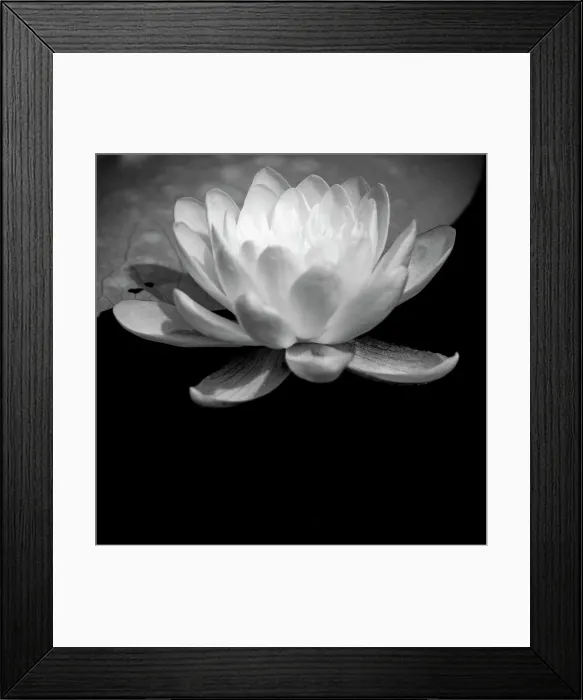 Framed Print : USA, Minnesota, La Salle Lake State Recration Area, La Salle Creek, Water Lilly Date: 11-08-2020