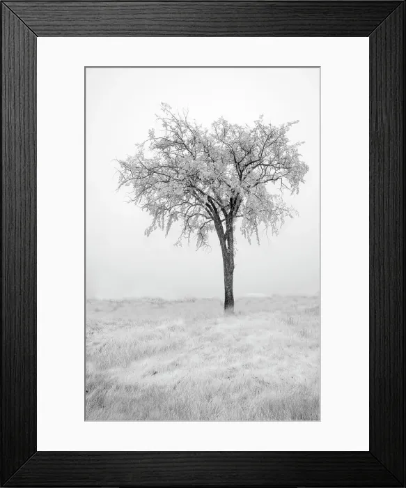 Framed Print : USA, Minnesota, Duluth, Park Point, Boardwalk over Dunes Date: 26-09-2020 Framed Print : USA, Minnesota, Duluth, Park Point, Boardwalk over Dunes Date: 26-09-2020