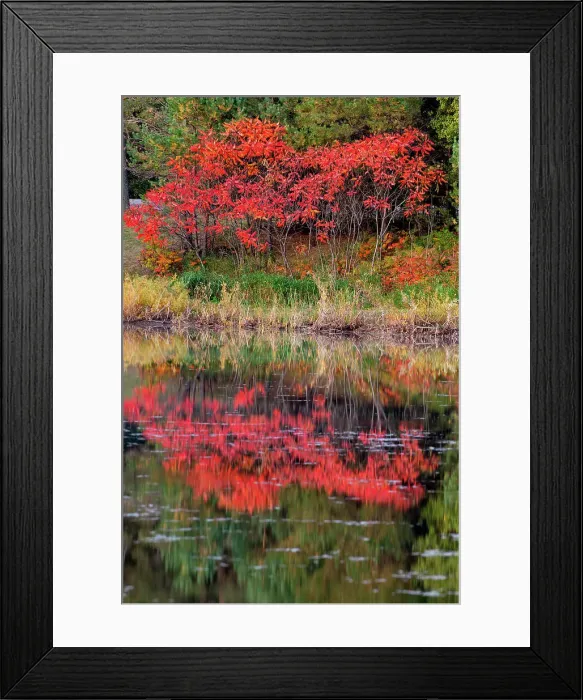 Framed Print : USA, Minnsota, Duluth, Fall Color Date: 23-09-2020 Framed Print : USA, Minnsota, Duluth, Fall Color Date: 23-09-2020