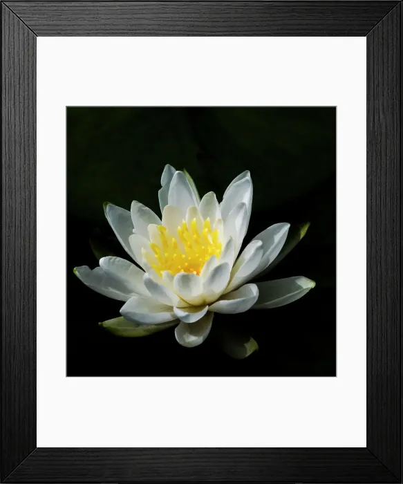 Framed Print : USA, Minnesota, La Salle Lake State Recration Area, La Salle Creek, Water Lilly Date: 11-08-2020 Framed Print : USA, Minnesota, La Salle Lake State Recration Area, La Salle Creek, Water Lilly Date: 11-08-2020