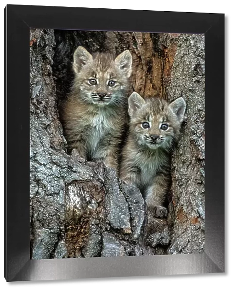 USA, Montana. Bobcat kittens in tree den. Date: 01-07-2016