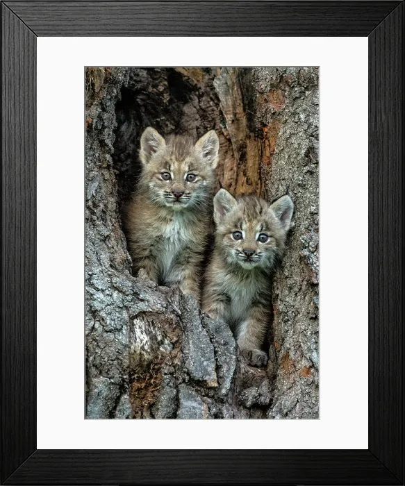 Framed Print : USA, Montana. Bobcat kittens in tree den. Date: 01-07-2016
