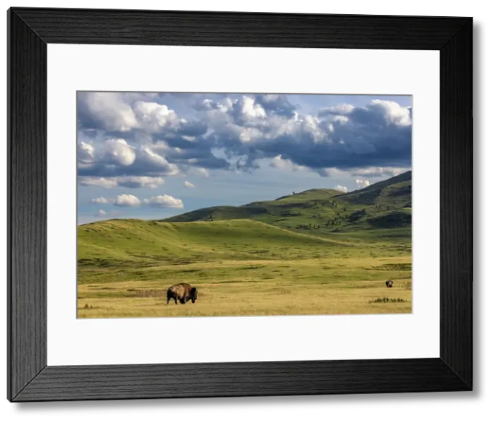 Framed Print : Bison bulls grazing at the National Bison Range in Moiese, Montana, USA Date: 13-05-2021
