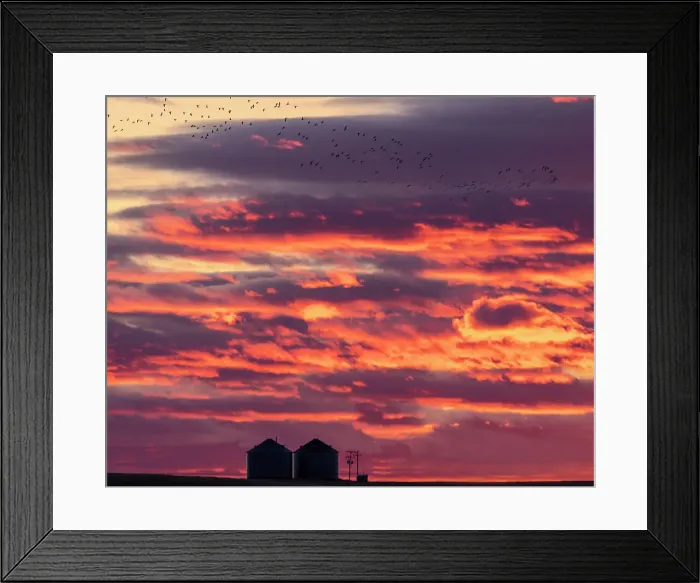 Framed Print : Snow geese silhouetted against sunrise sky during spring migration at Freezeout Lake Wildlife Management Area near Choteau, Montana, USA Date: 21-03-2021 Framed Print : Snow geese silhouetted against sunrise sky during spring migration at Freezeout Lake Wildlife Management Area near Choteau, Montana, USA Date: 21-03-2021
