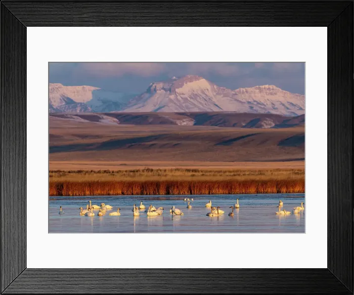 Framed Print : Tundra Swans with Ear Mountain in background during spring migration at Freezeout Lake Wildlife Management Area near Choteau, Montana, USA Date: 31-03-2021