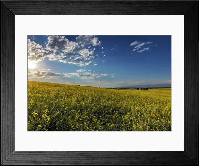 Framed Print : Flowering canola in the Flathead Valley, Montana, USA Date: 05-07-2021 Framed Print : Flowering canola in the Flathead Valley, Montana, USA Date: 05-07-2021
