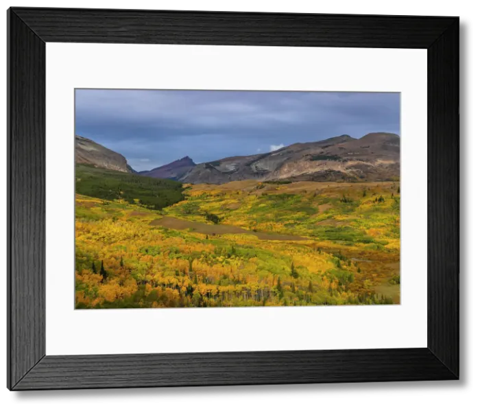 Framed Print : Autumn Aspen groves with Red Mountain in Glacier National Park, Montana, USA Date: 23-09-2021 Framed Print : Autumn Aspen groves with Red Mountain in Glacier National Park, Montana, USA Date: 23-09-2021