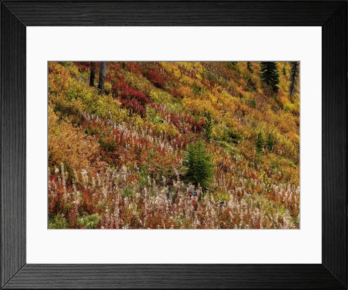 Framed Print : Fireweed and underbrush in autumn hues in the Jewel Basin Hiking Area of the Flathead National Forest, Montana, USA Date: 18-09-2021 Framed Print : Fireweed and underbrush in autumn hues in the Jewel Basin Hiking Area of the Flathead National Forest, Montana, USA Date: 18-09-2021