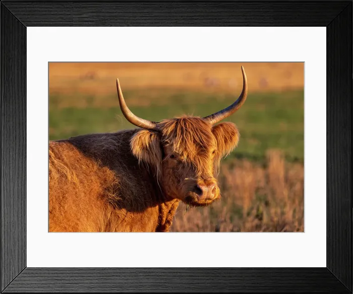 Framed Print : Highland Cattle in the Flathead Valley, Montana, USA Date: 13-09-2021 Framed Print : Highland Cattle in the Flathead Valley, Montana, USA Date: 13-09-2021