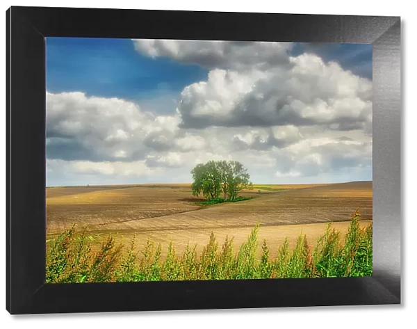 Tree in the middle of a plowed field Date: 26-01-2014