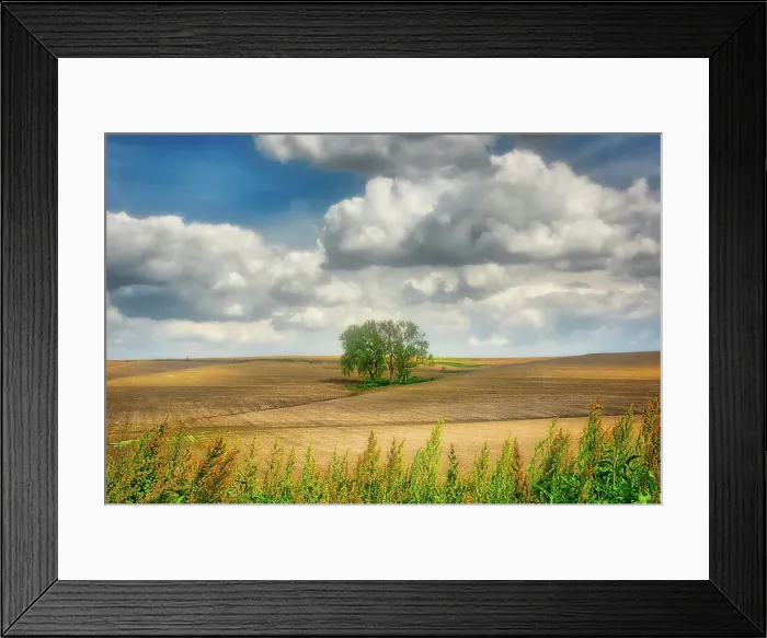 Framed Print : Tree in the middle of a plowed field Date: 26-01-2014 Framed Print : Tree in the middle of a plowed field Date: 26-01-2014