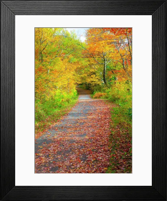 Framed Print : USA, New Hampshire, Franconia, one lane roadway with fallen Autumn leaves and lined with Fall colored maple and Birch trees in reds and golds. Date: 02-10-2013 Framed Print : USA, New Hampshire, Franconia, one lane roadway with fallen Autumn leaves and lined with Fall colored maple and Birch trees in reds and golds. Date: 02-10-2013