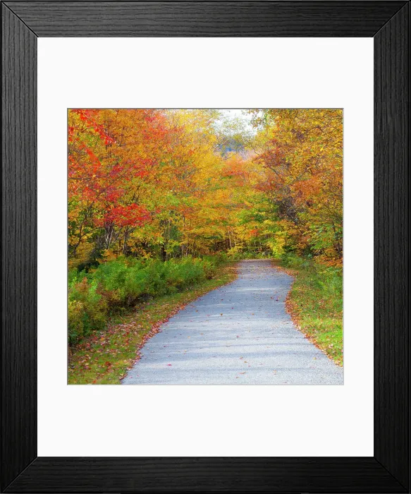 Framed Print : USA, New Hampshire, Franconia, one lane roadway with fallen Autumn leaves and lined with Fall colored maple and Birch trees in reds and golds. Date: 02-10-2013 Framed Print : USA, New Hampshire, Franconia, one lane roadway with fallen Autumn leaves and lined with Fall colored maple and Birch trees in reds and golds. Date: 02-10-2013