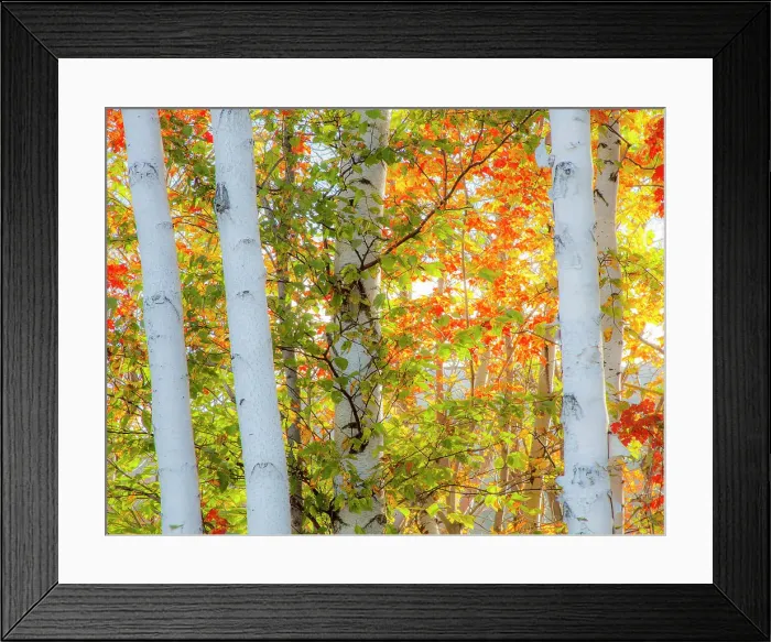 Framed Print : USA, New Hampshire, Franconia, Autumn Colors surrounding group of White Birch tree trunks. Date: 03-10-2013 Framed Print : USA, New Hampshire, Franconia, Autumn Colors surrounding group of White Birch tree trunks. Date: 03-10-2013