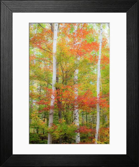 Framed Print : USA, New Hampshire, Gorham, White Birch tree trunks surrounded by Fall colors from Maple, Beech and Birch tree leaves. Date: 03-10-2013 Framed Print : USA, New Hampshire, Gorham, White Birch tree trunks surrounded by Fall colors from Maple, Beech and Birch tree leaves. Date: 03-10-2013