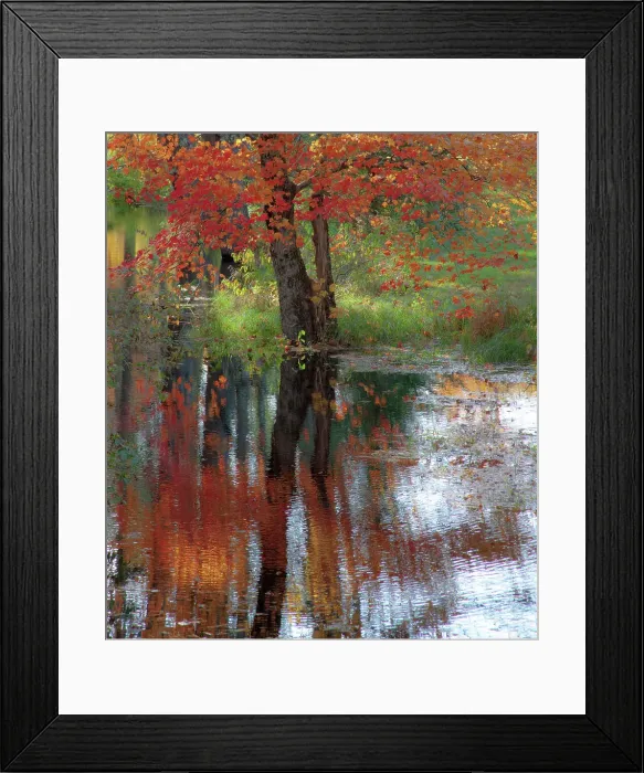 Framed Print : USA, New Hampshire, Jackson, Autumn in New England with Fall Color of Maple Tree reflected in small pond Date: 03-10-2013 Framed Print : USA, New Hampshire, Jackson, Autumn in New England with Fall Color of Maple Tree reflected in small pond Date: 03-10-2013