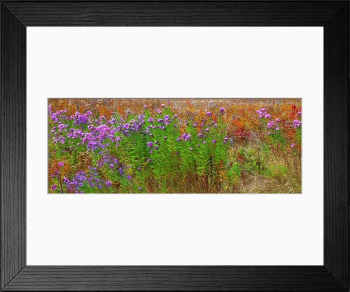 Framed Print : USA, New Hampshire, New England field off of highway 302 with Autumn daisies and hillside backdrop with trees in full Fall color Date: 04-10-2013 Framed Print : USA, New Hampshire, New England field off of highway 302 with Autumn daisies and hillside backdrop with trees in full Fall color Date: 04-10-2013
