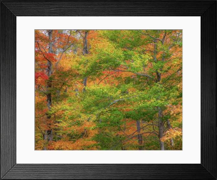 Framed Print : USA, New Hampshire, Franconia hardwood forest of maple trees in Autumn Date: 04-10-2013 Framed Print : USA, New Hampshire, Franconia hardwood forest of maple trees in Autumn Date: 04-10-2013
