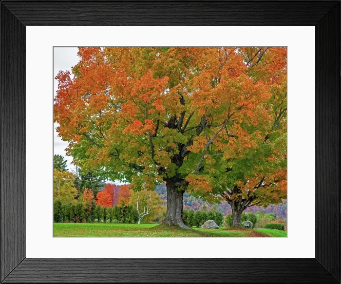 Framed Print : USA, New Hampshire, Fall colors with White Birch and Maple trees Date: 04-10-2013 Framed Print : USA, New Hampshire, Fall colors with White Birch and Maple trees Date: 04-10-2013