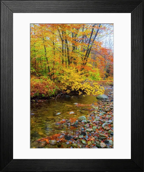 Framed Print : USA, New Hampshire Autumn colors on Maple, Beech trees along the edge of the river Date: 07-10-2013 Framed Print : USA, New Hampshire Autumn colors on Maple, Beech trees along the edge of the river Date: 07-10-2013
