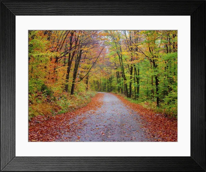 Framed Print : USA, New Hampshire, Sugar Hill wet and foggy morning along roadway in Autumn colors Date: 07-10-2013 Framed Print : USA, New Hampshire, Sugar Hill wet and foggy morning along roadway in Autumn colors Date: 07-10-2013