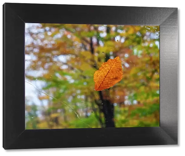 USA, New Hampshire fallen Beech leaf on wet windshield Autumn Date: 07-10-2013