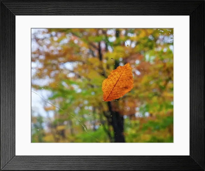 Framed Print : USA, New Hampshire fallen Beech leaf on wet windshield Autumn Date: 07-10-2013 Framed Print : USA, New Hampshire fallen Beech leaf on wet windshield Autumn Date: 07-10-2013