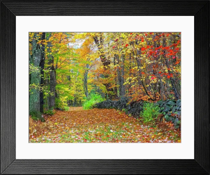 Framed Print : USA, New Hampshire leaf covered lane Autumn colors and stone fence Date: 07-10-2013 Framed Print : USA, New Hampshire leaf covered lane Autumn colors and stone fence Date: 07-10-2013