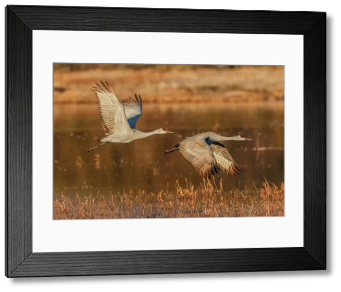 Framed Print : Sandhill crane flying. Bosque del Apache National Wildlife Refuge, New Mexico Date: 01-01-2000