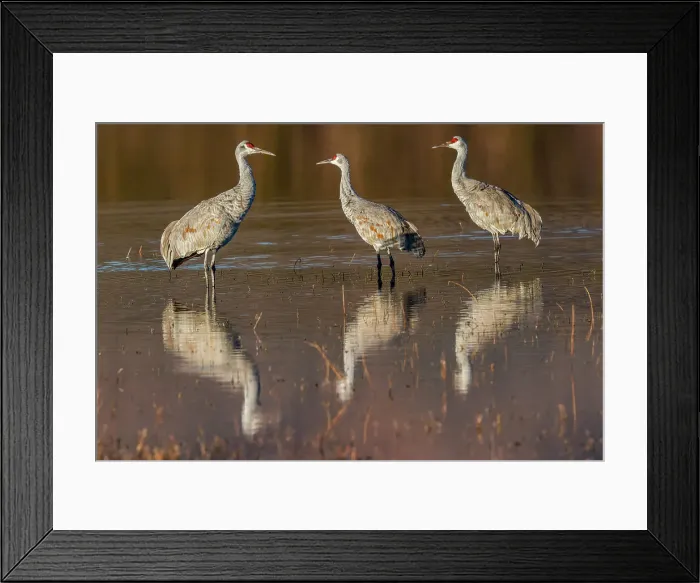 Framed Print : Sandhill cranes standing in pond. Bosque del Apache National Wildlife Refuge, New Mexico Date: 01-01-2000 Framed Print : Sandhill cranes standing in pond. Bosque del Apache National Wildlife Refuge, New Mexico Date: 01-01-2000