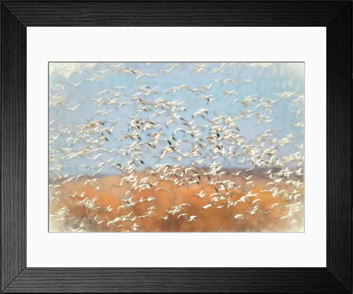 Framed Print : Painting effect on snow geese flying. Bosque del Apache National Wildlife Refuge, New Mexico Date: 01-01-2000 Framed Print : Painting effect on snow geese flying. Bosque del Apache National Wildlife Refuge, New Mexico Date: 01-01-2000