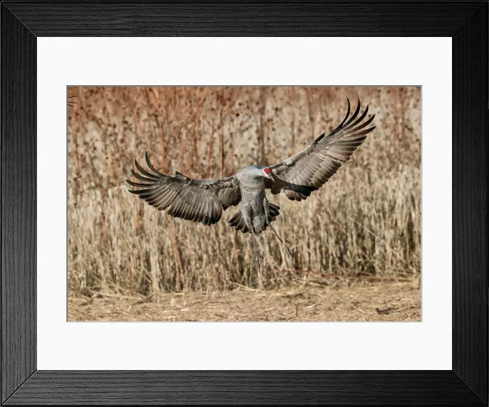 Framed Print : Sandhill crane landing. Bosque del Apache National Wildlife Refuge, New Mexico Date: 01-01-2000 Framed Print : Sandhill crane landing. Bosque del Apache National Wildlife Refuge, New Mexico Date: 01-01-2000