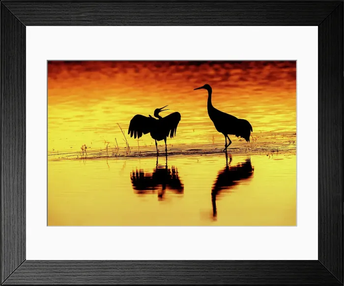 Framed Print : Sandhill cranes silhouetted at sunset. Bosque del Apache National Wildlife Refuge, New Mexico Date: 01-01-2000 Framed Print : Sandhill cranes silhouetted at sunset. Bosque del Apache National Wildlife Refuge, New Mexico Date: 01-01-2000