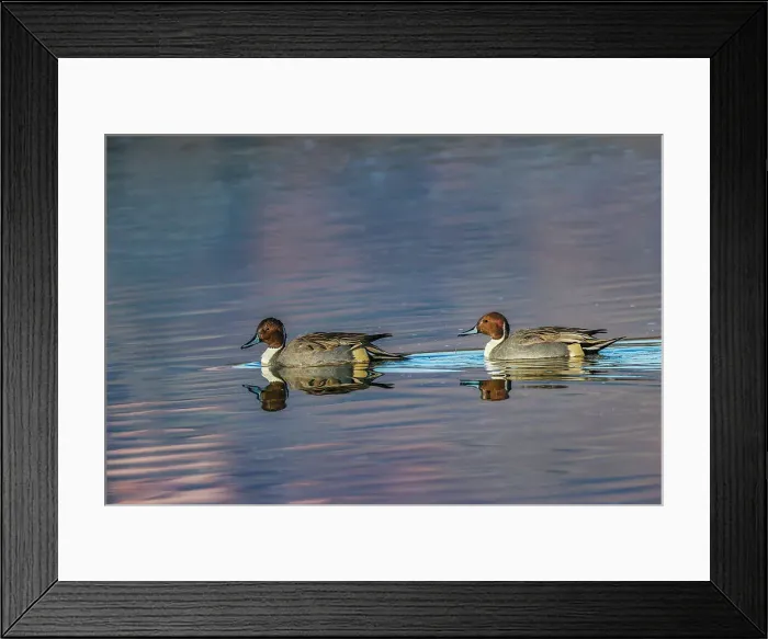 Framed Print : Male and female Northern pintail ducks. Bosque del Apache National Wildlife Refuge, New Mexico Date: 01-01-2000 Framed Print : Male and female Northern pintail ducks. Bosque del Apache National Wildlife Refuge, New Mexico Date: 01-01-2000