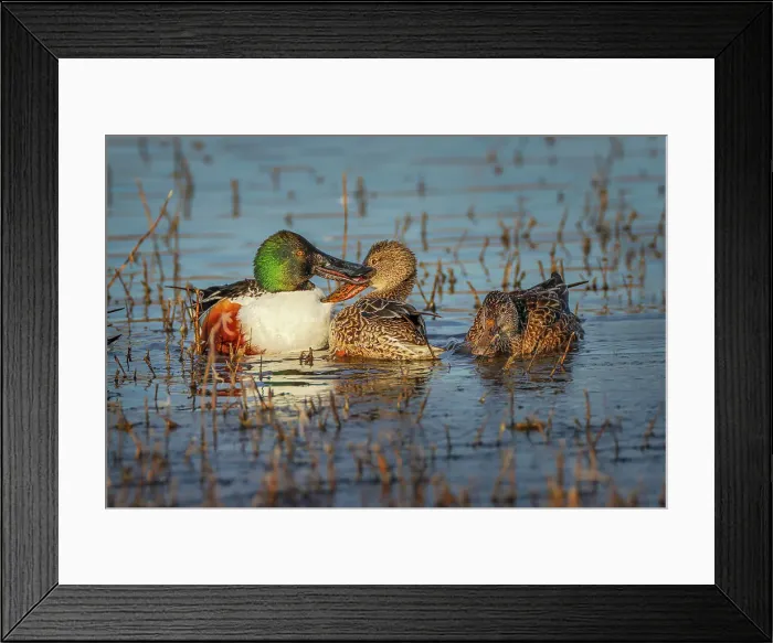 Framed Print : Male with two female Northern shovelers, Bosque del Apache National Wildlife Refuge, New Mexico. Date: 01-01-2000 Framed Print : Male with two female Northern shovelers, Bosque del Apache National Wildlife Refuge, New Mexico. Date: 01-01-2000