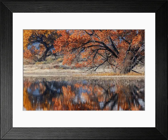 Framed Print : Cottonwood tree reflecting on pond, Bosque del Apache National Wildlife Refuge, New Mexico Date: 01-01-2000 Framed Print : Cottonwood tree reflecting on pond, Bosque del Apache National Wildlife Refuge, New Mexico Date: 01-01-2000