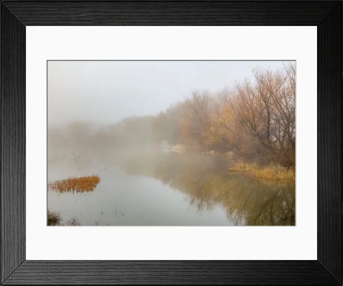 Framed Print : Trees on foggy morning, Bosque del Apache National Wildlife Refuge, New Mexico Date: 21-11-2019 Framed Print : Trees on foggy morning, Bosque del Apache National Wildlife Refuge, New Mexico Date: 21-11-2019