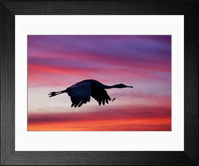 Framed Print : Sandhill crane silhouetted flying at sunset. Bosque del Apache National Wildlife Refuge, New Mexico Date: 22-11-2019 Framed Print : Sandhill crane silhouetted flying at sunset. Bosque del Apache National Wildlife Refuge, New Mexico Date: 22-11-2019