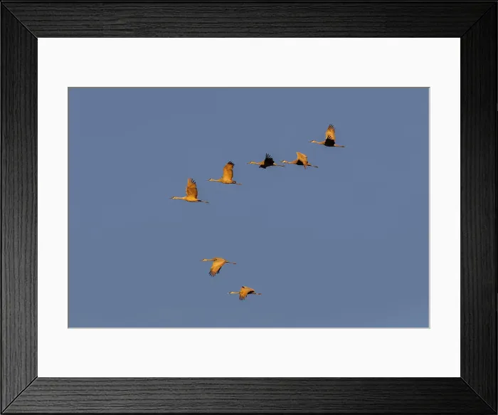 Framed Print : Sandhill cranes flying at sunrise. Bosque del Apache National Wildlife Refuge, New Mexico Date: 22-11-2019 Framed Print : Sandhill cranes flying at sunrise. Bosque del Apache National Wildlife Refuge, New Mexico Date: 22-11-2019